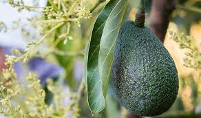 Learn about 20 avocado varieties, including growing habits, hardiness zones, fruit characteristics, and the difference between type every variety of avocado on the list below falls into either the type a or type b category. 10 Avocado Tree Facts