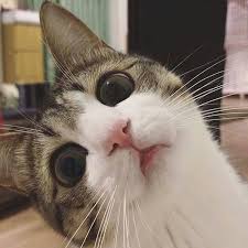 Buat ubat kurap kucing paling mudah tahan lama. Ubat Kurap Kucing Posts Facebook