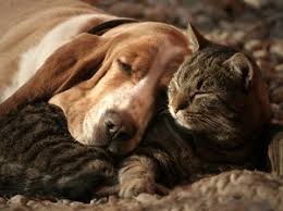 Many of the offers appearing on this site are from advertisers from which this website. Care Credit Bend Vet Clinic Vet Costs Pet Financing