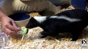 Common problems and solutions skunks under cement slabs and porches Skunk Feeding Youtube