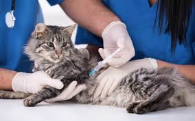 Klinik veterinar family surgeri cheng melaka 974 photos medical health 25 jalan cheng perdana 1 21a taman cheng perdana 75250 malacca city malacca malaysia. Vaksin Diy Kucing