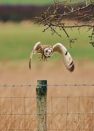 Short Eared Owl Pet Birds Short Eared Owl Beautiful Birds
