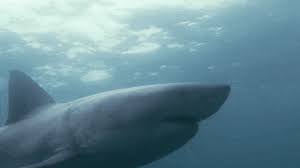 Find the newest bull shark meme. Sharks What Do They Want And Why Do The Bite