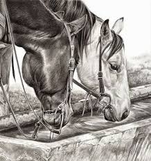 Dibujos A Lapiz De Caballos Con Jaquima O Cabezal Dibujos De Caballos Pinturas De Caballos Cuadros De Caballos