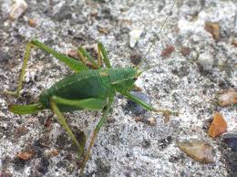 The meadow grasshopper (chorthippus parallelus) is widespread across the uk but absent from ireland. Grasshoppers