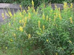 Image result for Crotalaria trichotoma