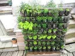 Tak heran juga jika tanaman jade ini sering didapuk sebagai hadiah pindah rumah yang cukup ideal. Jenis Tanaman Yang Bisa Kamu Pilih Untuk Berkebun Di Halaman Rumah