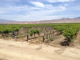 Ten grape lines (species, cultivars, and rootstocks) were evaluated for p. Risk Of Vine To Vine Spread Of Xylella Fastidiosa Is Greatest In July And August Eurekalert Science News