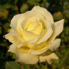 Elina - Ludwig's Roses