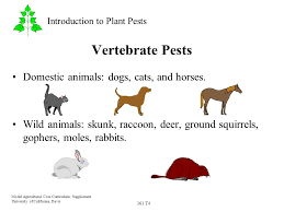 Under the california fish and game code, if for other pests such as deer, wild pigs, western gray squirrels, and most bird species. 361 T1 Model Agricultural Core Curriculum Supplement University Of California Davis Introduction To Plant Pests Plant Pests Are Plants Which Grow Where Ppt Download