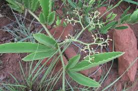 Image result for Cyphostemma spinosopilosum