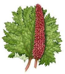 Image result for Gunnera