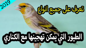 تعرف على جميع الطيور التي يمكن تزويجها مع الكناري و الحسون Youtube