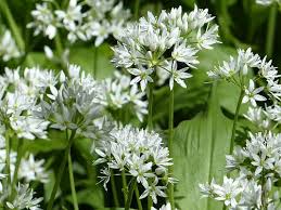Image result for Allium ursinum