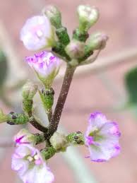 Image result for Commicarpus helenae