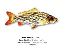 Buku peternakan ikan hias air tawar di malaysia. Ternakan Ikan Air Tawar Ting 2