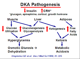 Diabetic ketoacidosis pathophysiology and treatment. Https Www Seattlechildrens Org Pdf Dka Pathway Pdf