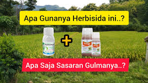 Akibatnya tentu bulir padi yang dihasilkan oleh tanaman. Basmi Gulma Padi Dengan Campuran Nominee 103 Of Ricestar Extra 890 D Youtube
