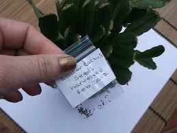 Also be aware that these plants make spines for a reason. Propagating Cactus How To Harvest Easter Cactus Seed Rhipsalidopsis Hatiora Youtube