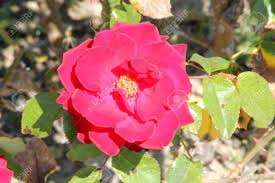 Check spelling or type a new query. Rosa Grandiflora Crimson Bouquet Bush Rose With Bright Red Lightly Double Fragrant Flowers In Clusters Blooming Most Of The Year Stock Photo Picture And Royalty Free Image Image 65386291