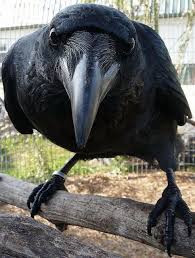 Nevermore Crow Beautiful Birds Crows Ravens