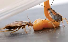3.2 what kills roaches and their eggs? Why Resistant Cockroach Accounts Aren T Futile Pest Management Professional