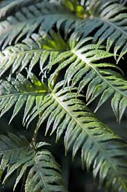 Image result for Hypolepis sparsisora