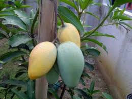 Mangga chokanan adalah mangga asal filiphina dengan ciri utama memiliki warna daging dan kulit yang serupa yaitu kuning cerah. Salam Anak Pokok Mangga Chokanan Zuan Online Nursery Facebook