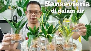 Jangan salah, tanaman plastik juga memiliki penggemar tersendiri, tetapi tidak ada yang bisa mengalahkan tampilan akuarium air tawar yang dipenuhi tanaman air hidup yang sehat. Cara Menanam Sansivera Di Air Media Air Untuk Tanaman Tanaman Yang Bisa Hidup Di Air Youtube