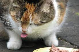 Cat Won T Eat The Pricey Food You Buy For Her Cat Care Cats Tabby Cat