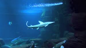 On mmk september 13 2014 full movie manolo and janella. Teppichhai Lebt Auf Dem Boden Der Meere Youtube