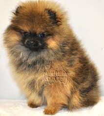 Maybe you would like to learn more about one of these? Pomeranian Pomeranianpuppy Orange Sable Pomeranian Puppy Pomeranian Puppy Pomeranian Puppy Dogs Puppies