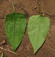 Image result for Aspilia helianthoides