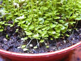 Image result for Utricularia arenaria