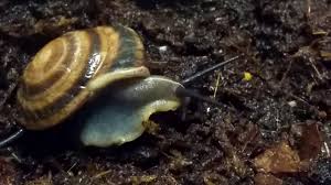 Species within the genus caracolus include: Caracolus Rostrata Youtube