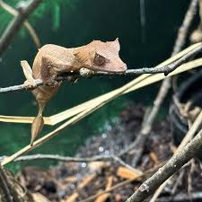 Image result for Urochloa platynota