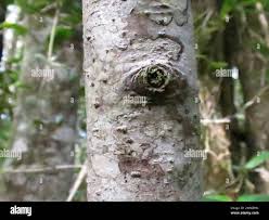 Image result for Elaeodendron croceum