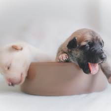 How Long After A Dog Loses Her Mucus Plug Does Labor Start Pethelpful