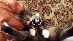 Besides communication, cats also move their tails to help them with their balance. From Cats Chasing Their Tails Cats Getting Hit By Tails To Kittens Surprised They Have Tails These Are Just A Few Of The C Cats Cute Cat Gif Funny Cute Cats