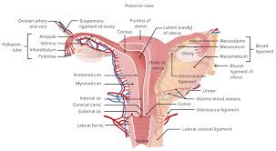 Image result for uterus