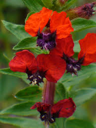 Image result for Pentas bussei