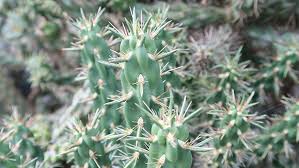 Image result for Opuntia imbricata