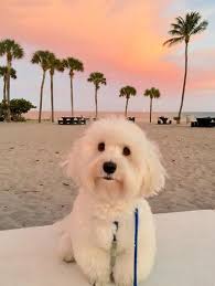 See 406 traveler reviews, 147 candid photos, and great deals for ft. Gentle Care Animal Hospital 1020 East Broward Boulevard Fort Lauderdale Reviews And Appointments Topvet