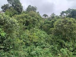 Image result for Monanthotaxis orophila