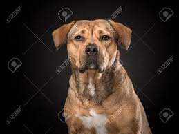 Portrait Of A Blond Labrador Rottweiler Mix Dog On A Black Background Stock  Photo, Picture and Royalty Free Image. Image 92581311.
