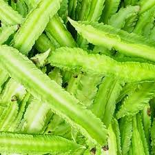 Image result for Psophocarpus grandiflorus