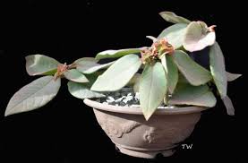 Image result for Euphorbia pseudopetiolata