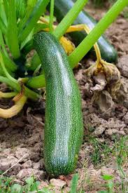 Aug 22, 2016 · refrigerator bread & butter pickles :: 2