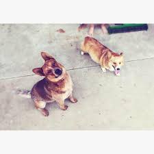 It is up to the buyer to provide the cost of shipping for their puppy, in addition to the cost of purchasing their puppy from brewster ranch. The Divided Two Cowboy Corgis Posts Facebook