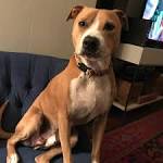 Pitbull Beagle Mix - The Beagle Bull - Dog Breed Plus